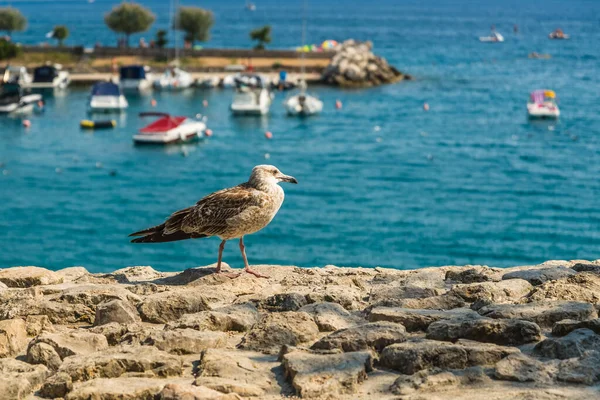 Een Meeuw Het Fort Stad Krk Kvarner Riviera Kroatië Blauwe — Stockfoto