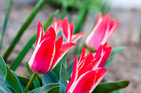 Bellissimo Rosso Tulipani Bianchi Primo Piano Con Sfondo Sfocato — Foto Stock