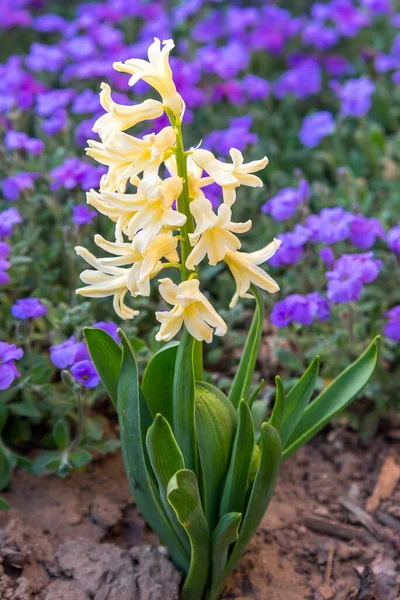 Dettaglio Ravvicinato Bellissimo Giacinto Giallo Hyacinthus Orientalis Fiorito Aiuola Primavera — Foto Stock