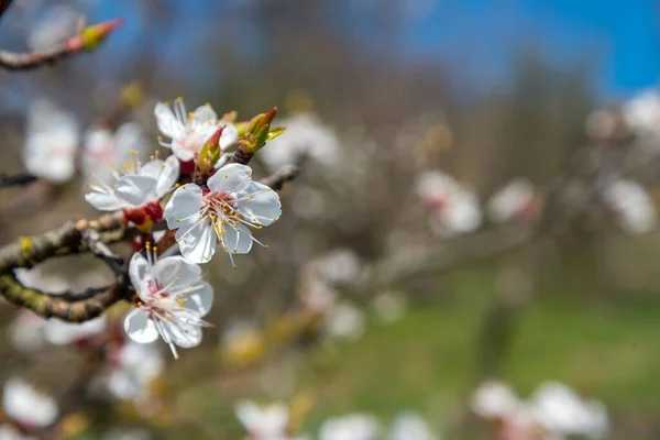 Zweig Des Aprikosenbaums Mit Weißen Blüten Frühling Platz Recht — Stockfoto