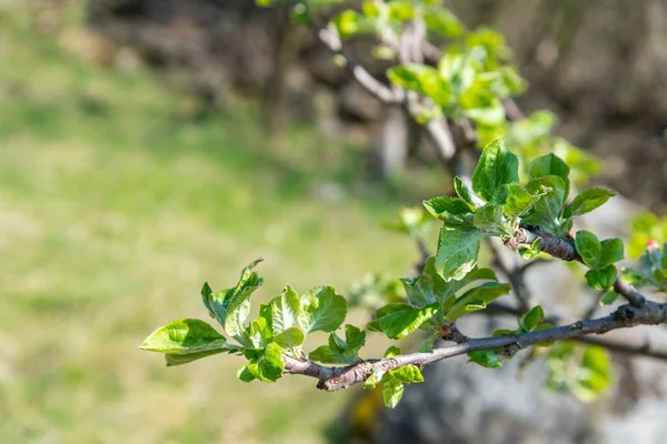 在果树上有一枝幼叶的苹果树 特写镜头 有选择地聚焦 — 图库照片