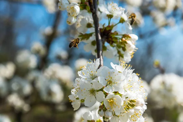 Létající Včela Sbírá Pyl Třešňovém Stromě Jaře — Stock fotografie