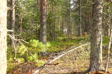 Beyaz albino ren geyiği (ren geyiği) Kuzey Finlandiya 'da Laponya' da bir yaz gününde. 