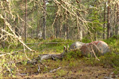 Kuzey Finlandiya 'da bir yaz günü Laponya ormanında ağaçlar ve dallarla çevrili beyaz albino ren geyiği (Ren geyiği). 