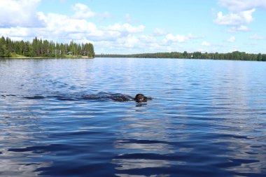 Laponya, Finlandiya 'daki Ranuanjarvi Gölü' nün mavi sularında yüzen köpek sıcak bir yaz gününde gökyüzünde bulutlar, yeşil ağaçlar ve kıyıda çimenler. 