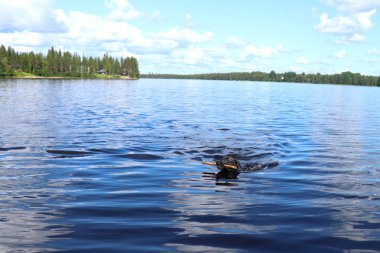 Laponya, Finlandiya 'da Ranuanjarvi Gölü' nün mavi suyunda ağzında bir sopayla yüzen köpek sıcak bir yaz gününde gökyüzünde bulutlar, yeşil ağaçlar ve kıyıda çimenler. 