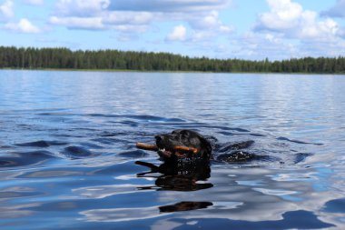 Siyah Labrador Retriver, Finlandiya 'nın Ranuanjarvi Gölü' ndeki bir gölün mavi sularında yüzerken bir çubuk getiriyor.. 