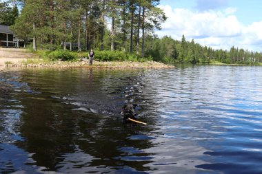Siyah Labrador Retriever, Finlandiya 'nın Ranuanjarvi Gölü' nden sopa getiriyor. Genç çocuk sahilden izliyor..