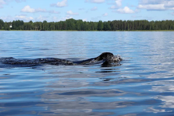 Zwarte Labrador Retriever Zwemmen Het Blauwe Water Van Een Meer — Stockfoto