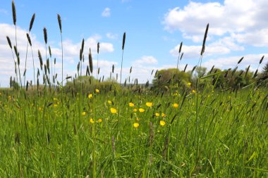 Yeşil çimenler, sarı çiçekler ve yabani otlar, Alman kırsalındaki bir çayırda büyüyen mavi gökyüzünde beyaz bulutlar