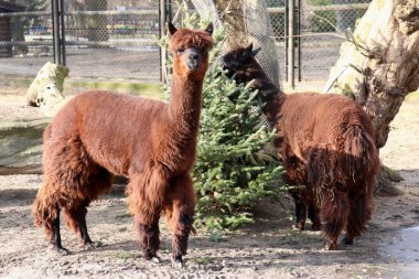 Two brown llamas, one face forward, with a Christmas tree in their pen at a zoo in Warsaw, Polandon a cold winter day.  clipart