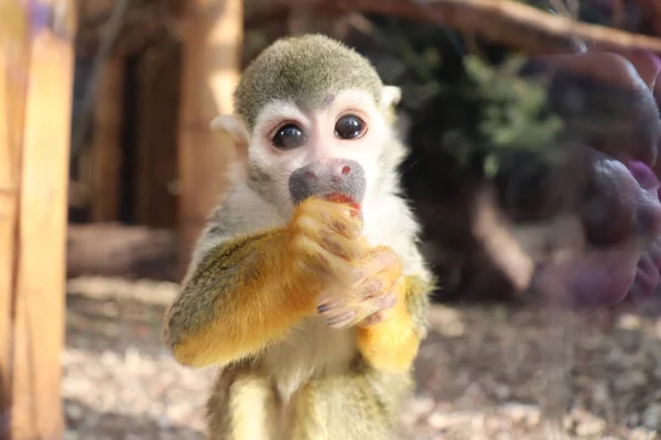 Scimmia Scoiattolo Comune Mangiare Mentre Guardano Fuori Dal Vetro Una — Foto Stock