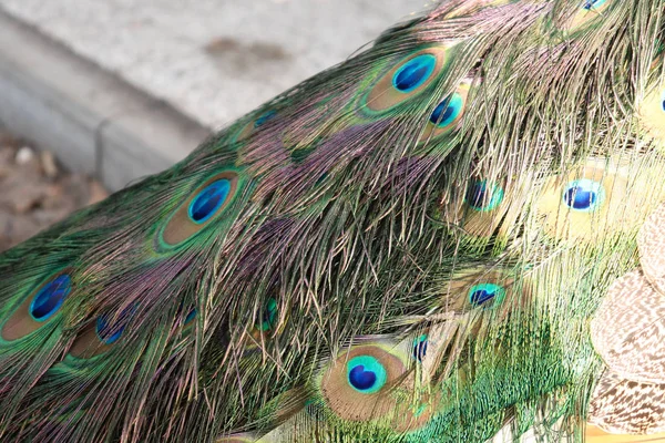 Färgglada Stjärtfjädrar Congo Peafowl Påfågel Utanför Ett Zoo Warszawa Polen — Stockfoto