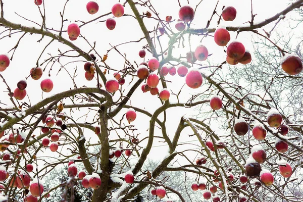 Pommier Aux Pommes Recouvertes Neige Par Une Froide Journée Hiver — Photo