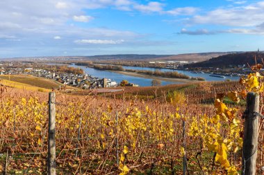 Sonbaharda, Rudesheim am Rhein şehrinin yukarısındaki bir tepenin üzerindeki sarı üzüm bağı ve güneşli bir sonbahar günü nehri..