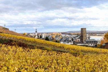 Rudesheim am Rhein, Almanya 'da güneşli bir günde, sonbaharın sonlarında üzüm bağları sarısı renginde..