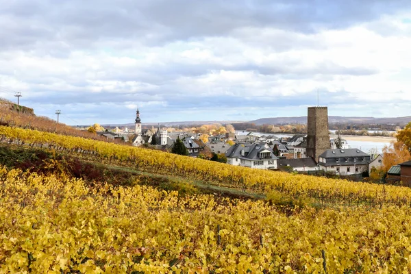 Rudesheim am Rhein, Almanya 'da güneşli bir günde, sonbaharın sonlarında üzüm bağları sarısı renginde..