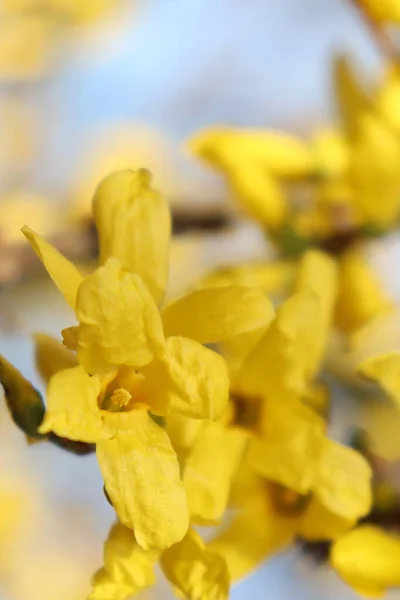 Fleurs Jaunes Fleurissant Sur Arbre Printemps — Photo