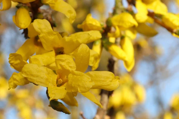 Żółte Kwiaty Gałęzi Drzewa Kwitnącej Wiosną — Zdjęcie stockowe