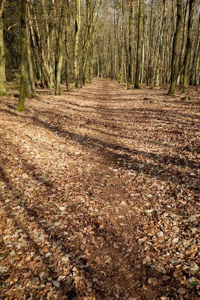 Árvores Lançando Sombras Uma Folha Coberta Caminho Floresta Palatinado Alemanha — Fotografia de Stock