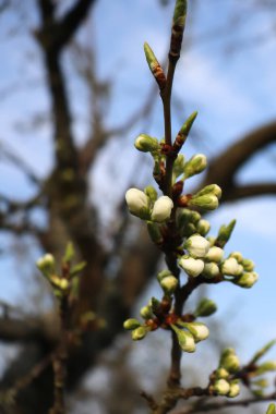 Almanya 'da bir bahar günü ağaçta açan beyaz çiçekler..