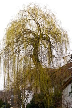 Golden weeping willow tree blooming in late winter in front of a house in Mainz, Germany. clipart