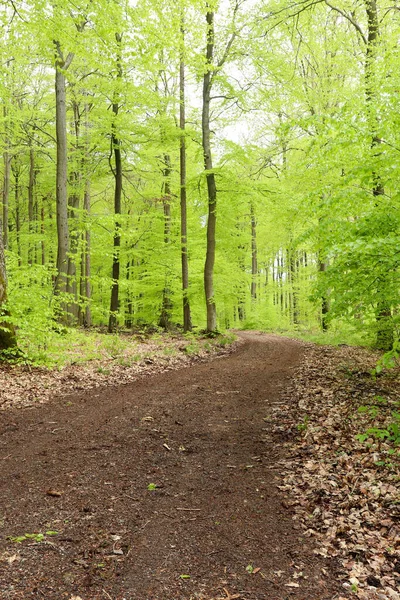 Caminho Que Conduz Floresta Palatinado Alemanha Com Folhas Árvores Verdes — Fotografia de Stock
