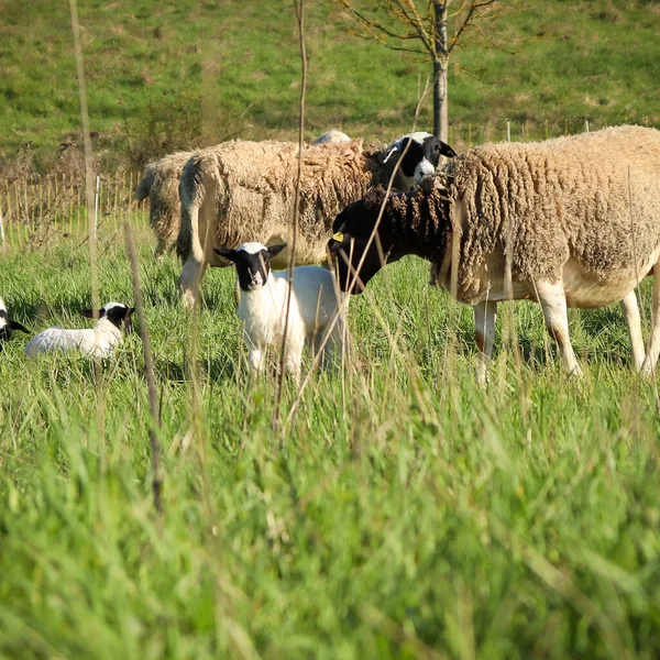 Cordeiro Branco Com Rosto Preto Grupo Ovelhas Principalmente Ovelhas Campo — Fotografia de Stock