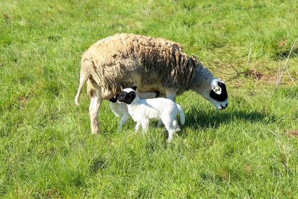 Dois Cordeiros Sua Mãe Campo Verde Alemanha Dia Primavera — Fotografia de Stock