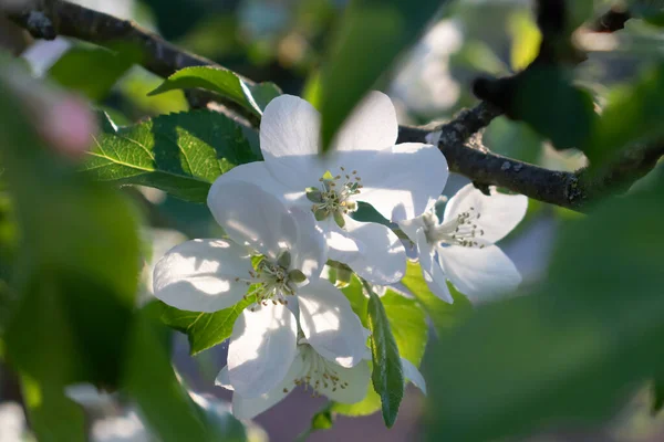 Flores Brancas Florescendo Uma Macieira Início Primavera — Fotografia de Stock