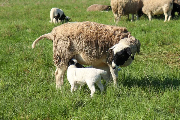 Ovelhas Assiste Cordeiro Como Ele Come Campo Alemanha Dia Primavera — Fotografia de Stock