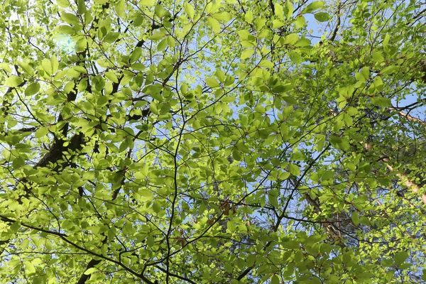 Foglie Fresche Verdi Che Crescono Nella Foresta Palatinata Della Germania — Foto Stock