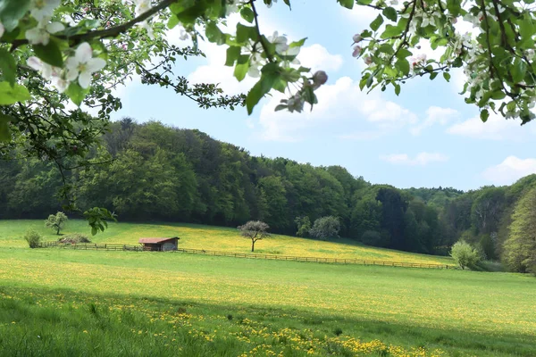 Campo Tarassaco Con Melo Fiore Sopra Testa Capannone Lontananza Una — Foto Stock