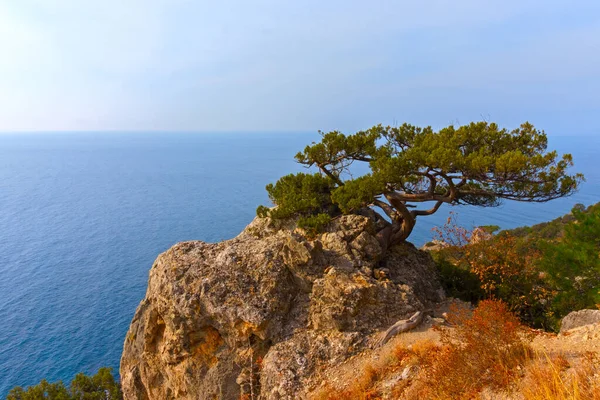 idyllic landscape with pine growing on a cliff against the sea