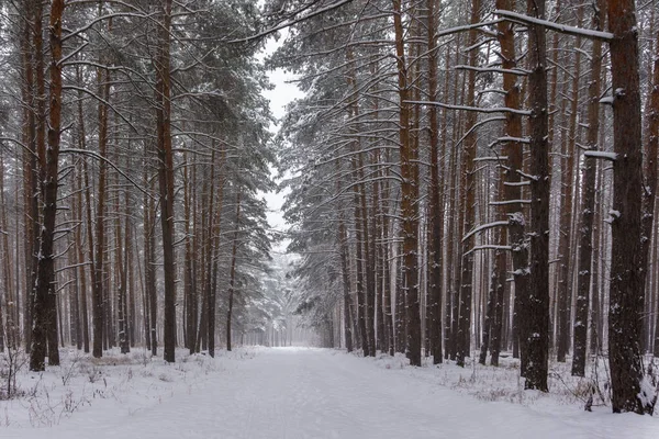beautiful winter alley in the forest. Snow-covered trees. Idyllic landscape.