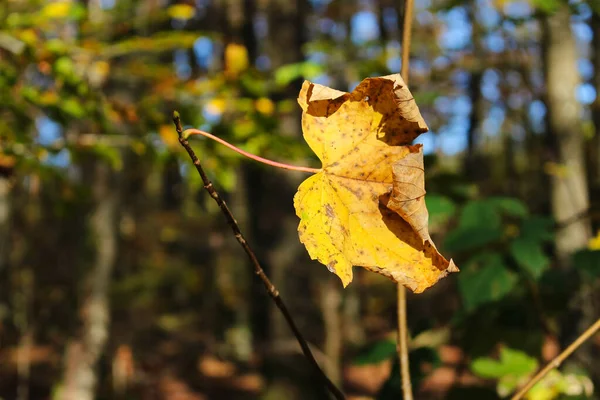 Einzelnes Ahornblatt auf einem Ast — Stockfoto