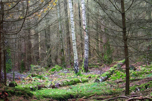 Dvě břízy osvětlené v lese — Stock fotografie