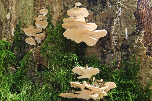 Close-up de cogumelos em um tronco de árvore — Fotografia de Stock