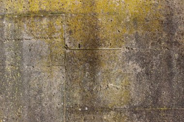 Arka planı liken olan pürüzlü beton duvar dokusu