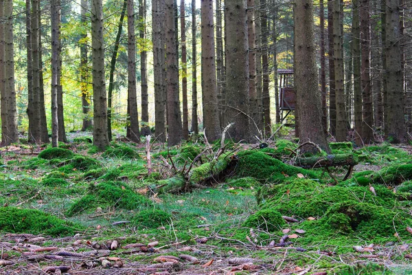 Scena foresta con cacciatori alto sedile — Foto Stock