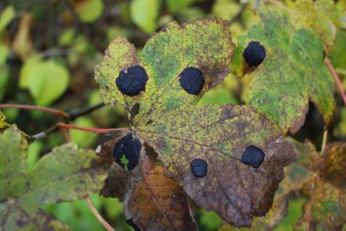 Akçaağaç yaprağı ve kırışık kabuk.