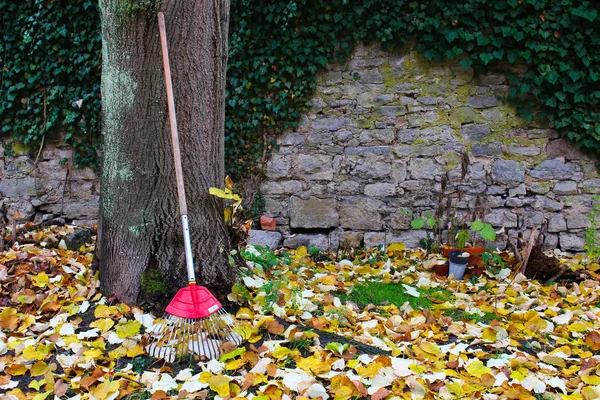 Red rake leaning on tree — Stock Photo, Image