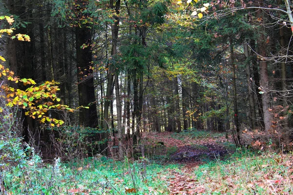 Passo a passo através da floresta de outono idílica — Fotografia de Stock