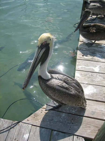 Fechar de um pelicano em um cais — Fotografia de Stock