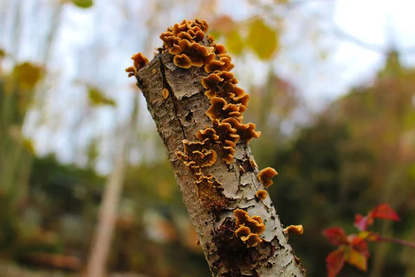 Cogumelo em camadas crocante no tronco da árvore — Fotografia de Stock