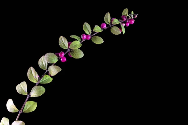 Symphoricarpos chenaultii ramo com fruto rosa de bagas de neve — Fotografia de Stock