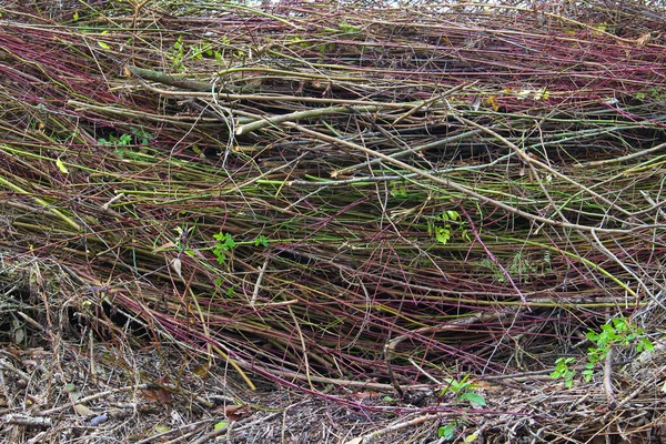 Куча срезанных сухих ветвей — стоковое фото