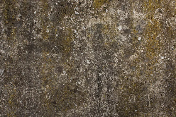 Arka planı liken olan pürüzlü beton duvar dokusu — Stok fotoğraf