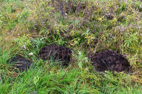 Maulwurfshügel zwischen Gras und Disteln — Stockfoto