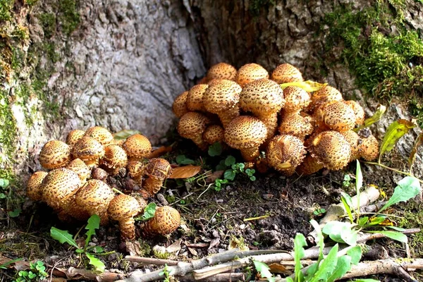 Pholiote épineux poussant près d'un arbre — Photo